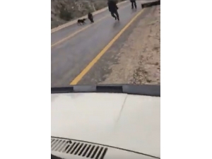 Otoyola İnip Sürücülere Ve Köpeğe Saldıran Domuzu Böyle Vurdu