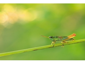 Dünyada Böcekler Azalıyor