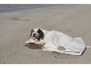 Yaralı Köpeğe Vicdanlı Sürücü Sahip Çıktı
