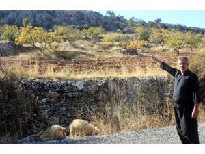 Gaziantep’te Kurt Dehşetinden Kaçan 6 Koyun Halen Bulunamadı