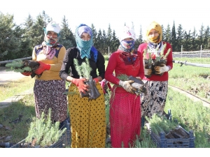 Mardin’de 135 Bin Fidan Toprakla Buluşacak