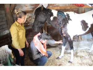 İzmir’de Vicdansızlık: Ata Silahla Ateş Edip Yaraladılar