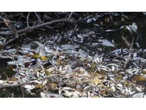 Bursa’da Yine Çevre Felaketi...manyas’tan Doğan Kara Dere’de Binlerce Balık Öldü