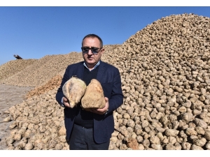 Ahlat’ta 70 Bin Ton Şeker Pancarı Üretimi