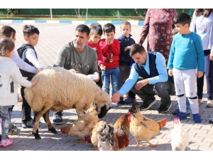 Anaokulu Öğrencileri, Okullarında Tohum Ekip Evcil Hayvan Besliyor