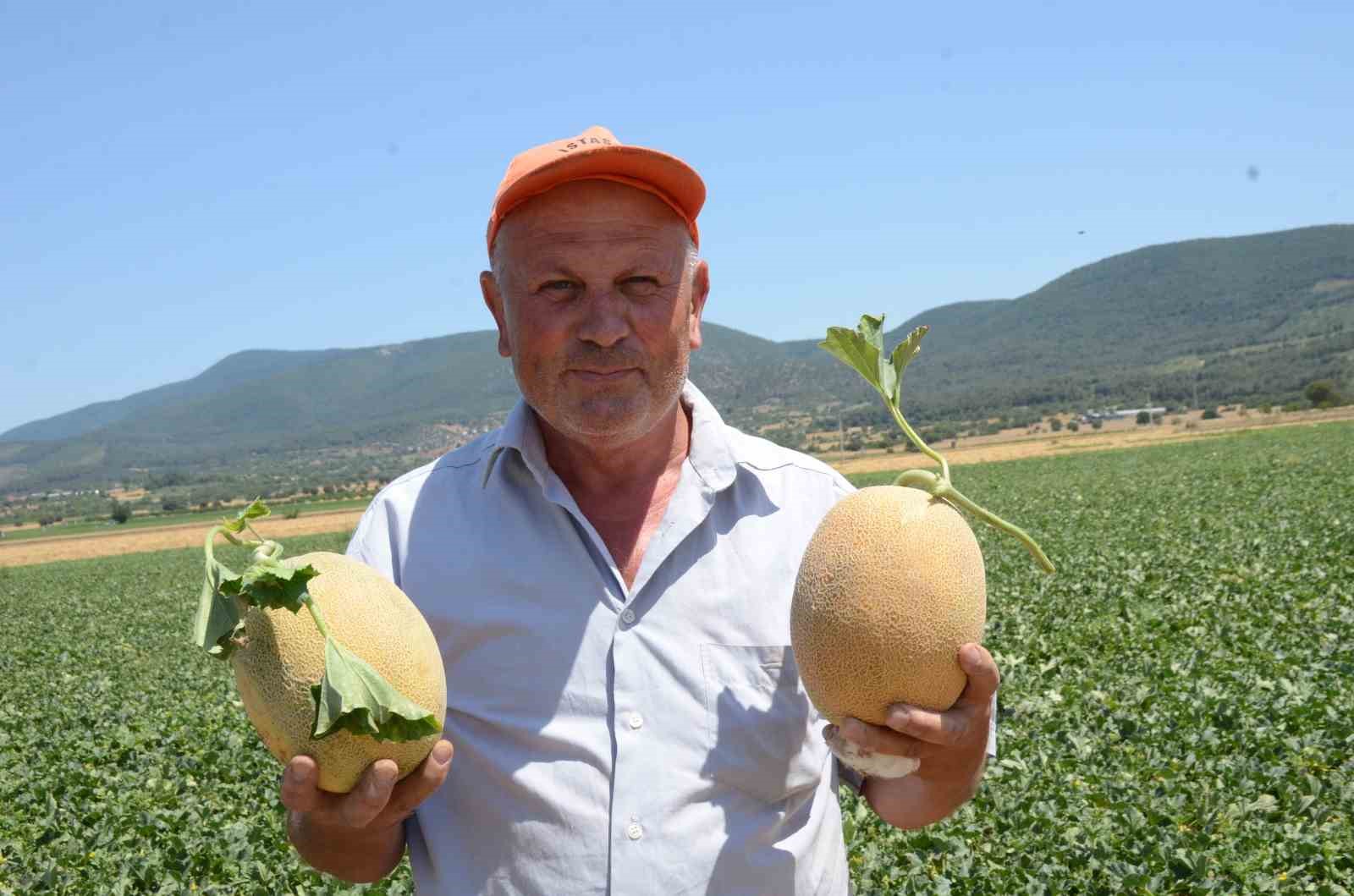 bilecik-in-unlu-medetli-kavununun-hasadi-basladi
