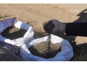 Bismil’de Macar Fiğ Tarla Günü Etkinliği Düzenlendi