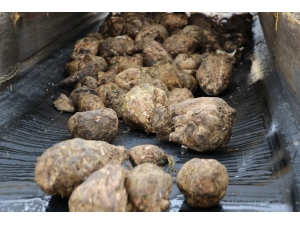 Çiftçiye 243 Milyon Tl Pancar Bedeli Ödenecek