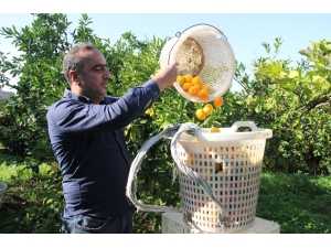 Mandalinada Rekolte Düşük, Fiyatlar Artacak