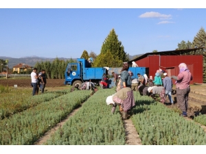 Aydın Ve Muğla’da 300 Bin Fidan Toprakla Buluşacak