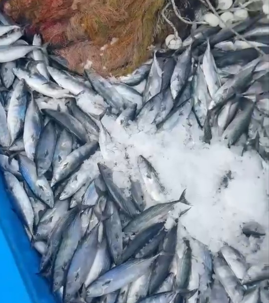 bir-gecede-2-bin-adet-palamut-yakaladi