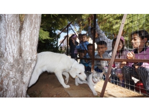 Kedi Ve Köpeğin Dostluğu Okulda Pekişti