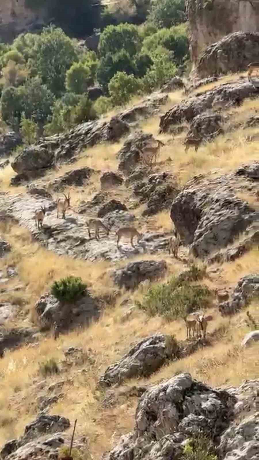 diyarbakir-da-gelincik-dagi-nda-suru-halinde-gezen-dag-kecileri-goruntulendi