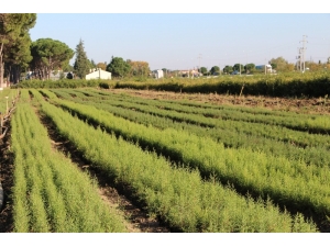 Samsun’da 55 Bin 555 Fidan Dikilecek