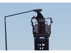 Sokak Lambasına Takılan Güvercini İtfaiye Kurtardı