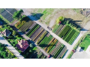 Türkiye’nin Fidanları Samsun’dan