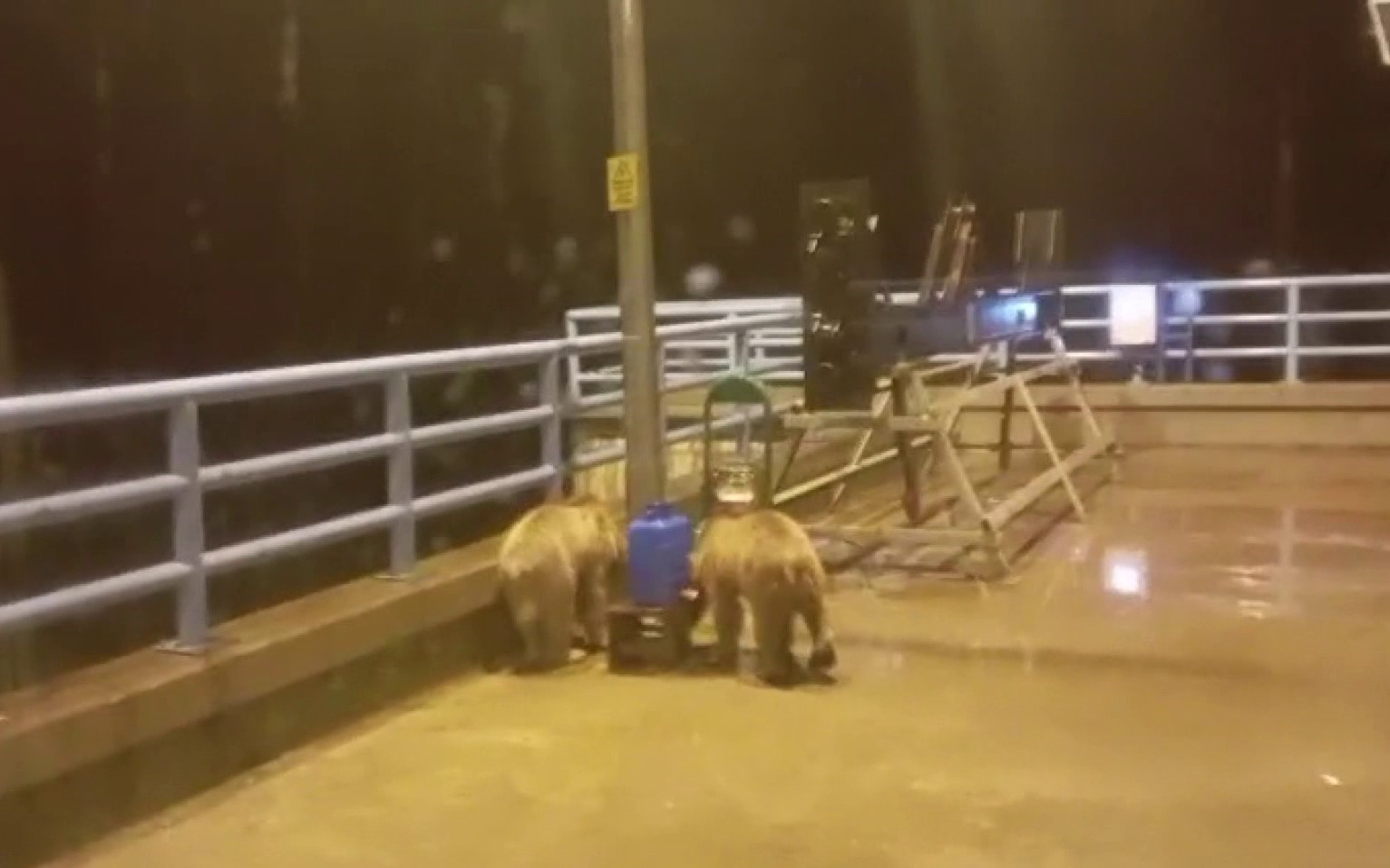 barajda-gece-nobeti-tutan-guvenlikciye-iki-ayi-yavrusu-surprizi