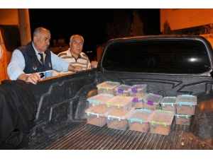 Polis Baskınında Ortaya Çıktı, Evde 217 Akrep Ele Geçirildi