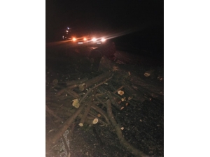 Ağaç Yüklü Traktör İle Otomobil Çarpıştı: 3 Yaralı