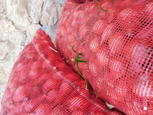 Ucuz Diye Satmadıkları Soğanlar Filizlendi