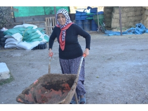 4 Çocuk Annesi Kadın Hayvancılık Yapmak İçin Köye Taşındı