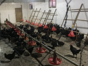 Büyükşehir’den Çiftçilere Yüzde 50 Hibeli Gezen Tavuk Desteği