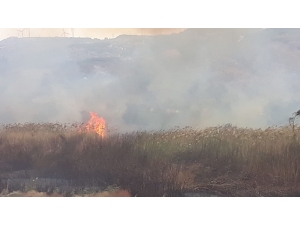 Samandağ’da Sazlık Yangını