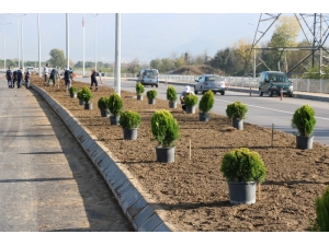 Salim Dervişoğlu Caddesi Yeşillendirildi