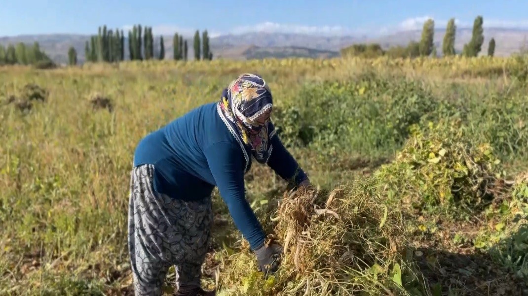 erzincan-da-kuru-fasulyenin-hasadina-baslandi