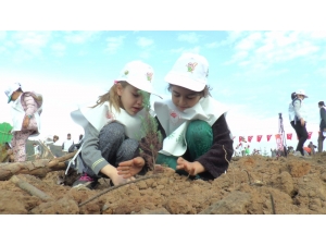 Kocaeli’de Yangında Kül Olan Alana 63 Bin Fidan Dikildi