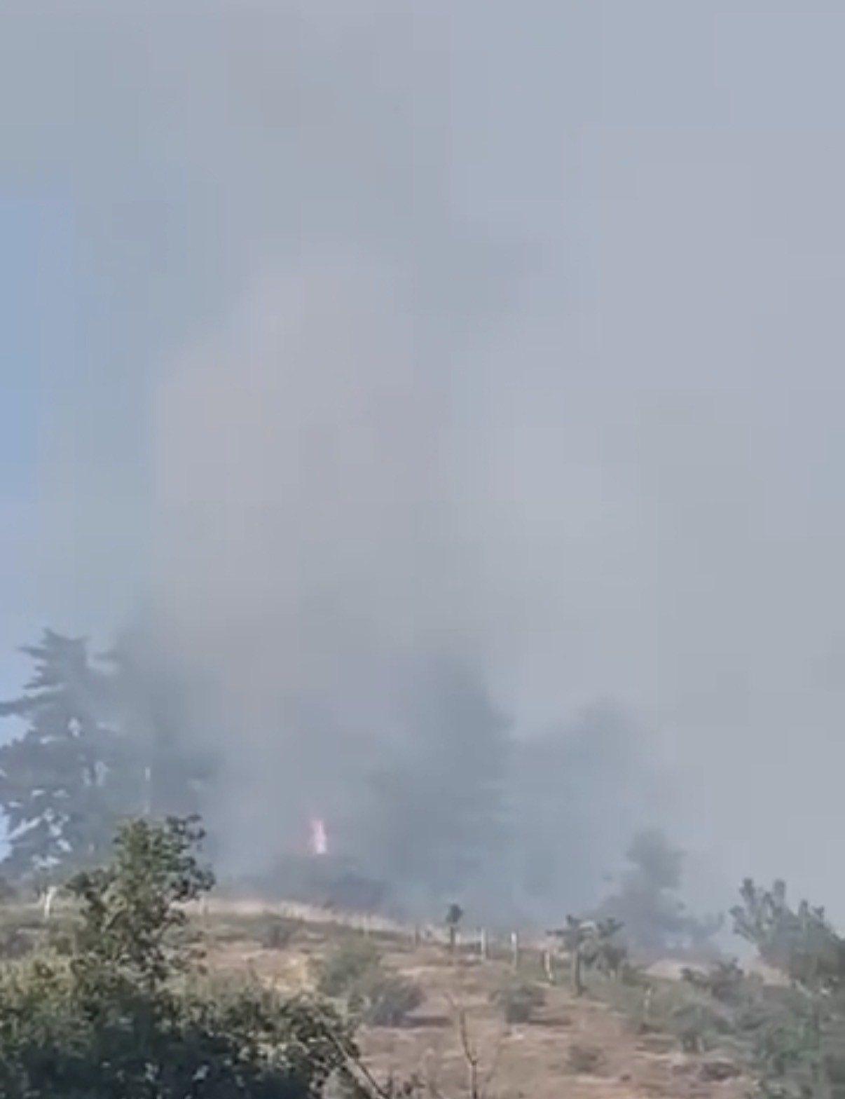 duzce-de-orman-yangini-kisa-surede-sonduruldu