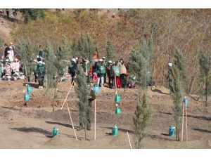 Amasya Geleceğe 50 Bin Fidan İle Nefes Oldu
