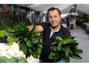 Fiyatlar Düşünce Ispanak Satışları Arttı