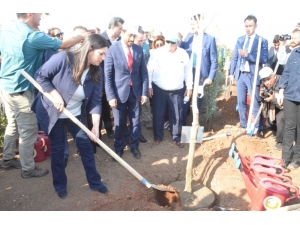 Adana’da 205 Bin Fidan Toprakla Buluştu
