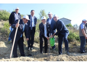 Türkeli’de 5 Bin Fidan Toprakla Buluştu