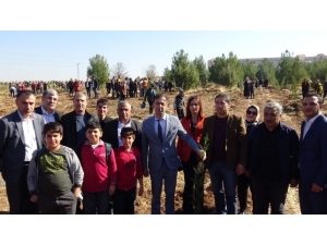 Mhp Diyarbakır İl Başkanı Kayaalp Fidan Dikti