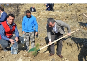 Havza’da Bin 111 Fidan Toprakla Buluştu