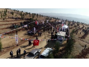 Kırıkkale’de 71 Bin Fidan Toprakla Buluşturuldu