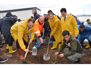 Menemen Ve Aliağa’da Fidanlar Toprakla Buluştu