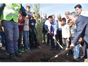 Başkan Beyoğlu, Fidan Dikti