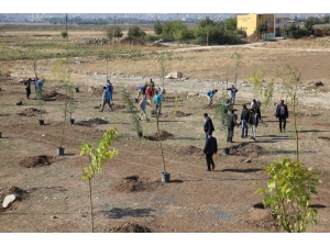 Haliliye Belediyesinden Milli Ağaçlandırma Günü’ne Destek