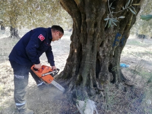 Zeytin Ağacının İçinde Mahsur Kalan Köpek Yavrularını İtfaiye Kurtardı, Anneleri İse Öldü