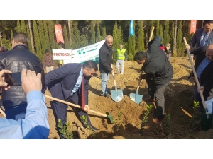 Vezirköprü’de 11 Milyon Fidana Yoğun İlgi