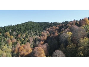 Karadeniz Yaylalarında Sonbahar