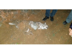 Nesli Tehlike Altındaki Vaşak, Av Tüfeğiyle Öldürüldü