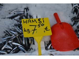 Yerli Hamsi Tezgâhlarda 7,5 Tl