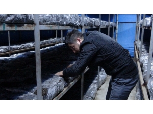 Boş Araziyi Değerlendirdiler, Aylık Ortalama Birer Memur Maaşı Kazanıyorlar