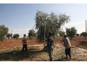Zeytin Şenliğine Canan Karatay’da Katılacak