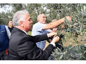 Vali Zeytin Hasadı Yaptı