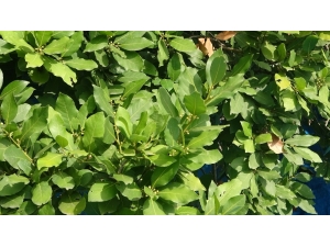 Hatay’dan Asya Ve Avrupa Ülkelerine Defne Yaprağı